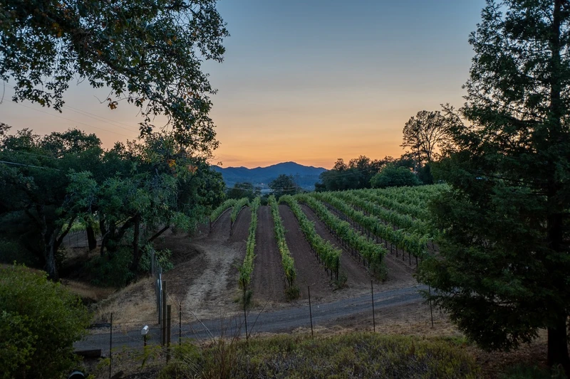 Vineyards And Vistas, view 4