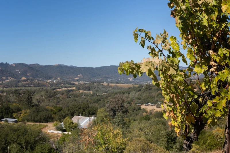 Vineyards And Vistas, view 10