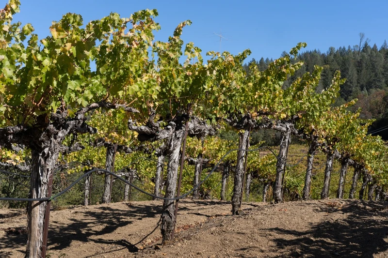 Vineyards And Vistas, view 11