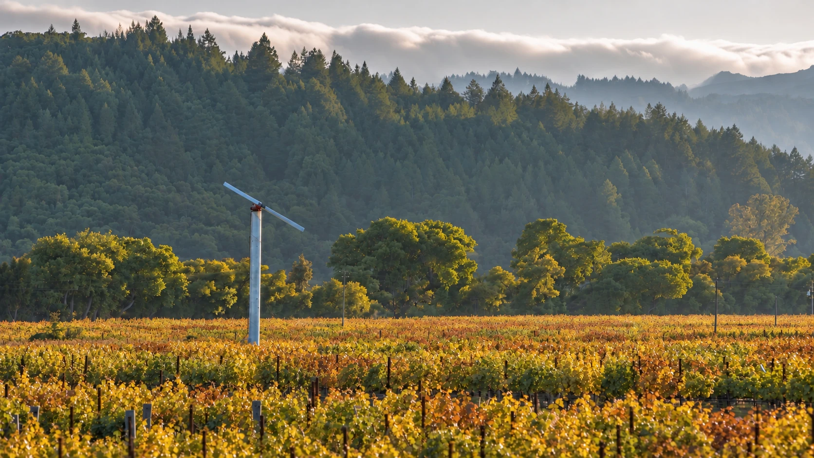Fall in Love with Sonoma and Napa at Harvest